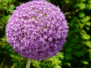 Star of Persian Allium Seeds