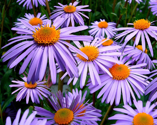 Purple New England Aster Seeds