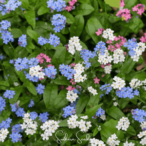 Forget Me Not Mix Seeds