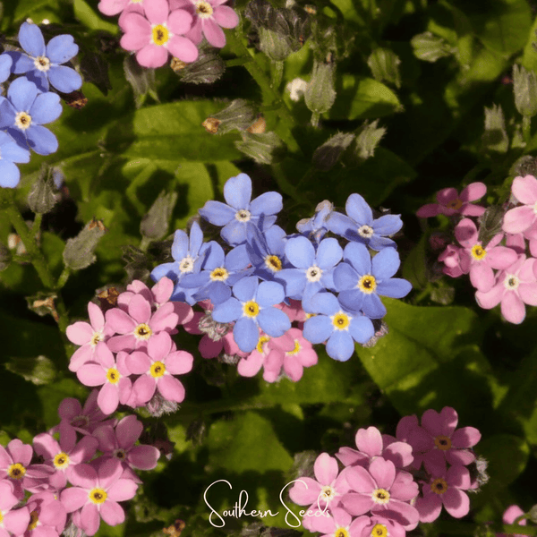Forget Me Not Mix Seeds