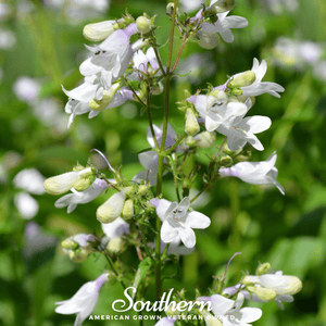 Beardtongue Foxglove Seeds