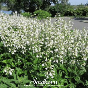 Beardtongue Foxglove Seeds