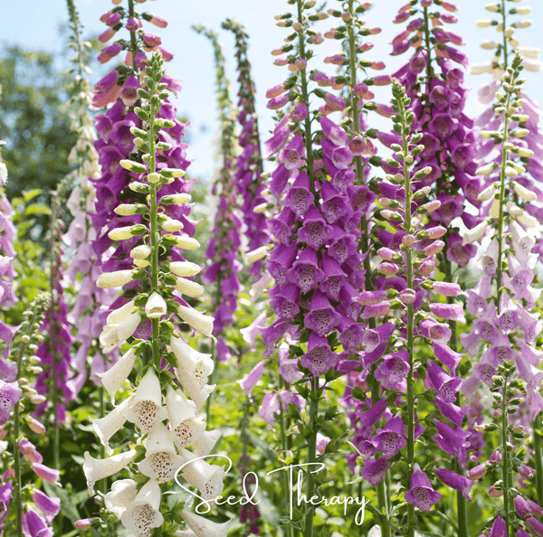 Foxy Foxglove Mix Seeds