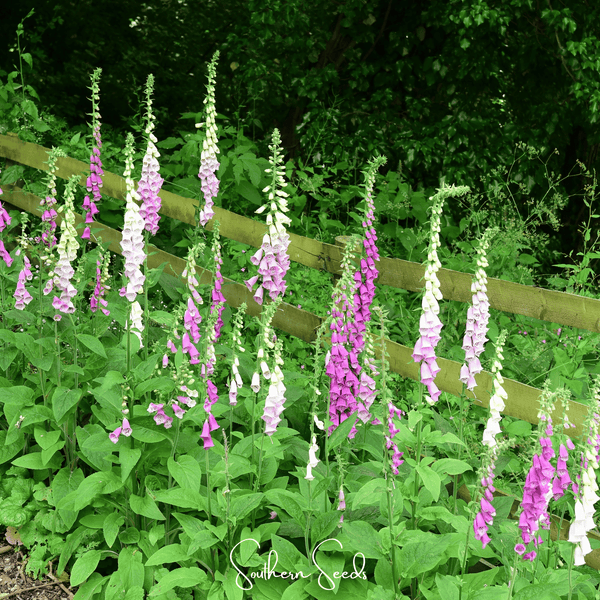 Foxy Foxglove Mix Seeds