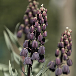 Fritillaria Persica Plum Bells Bulbs