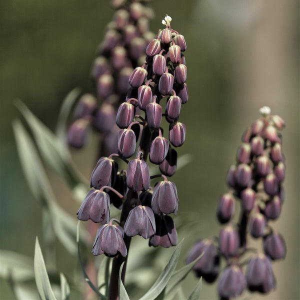 Fritillaria Persica Plum Bells Bulbs