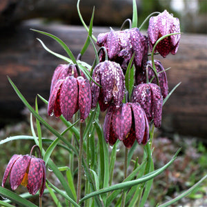 Checkered Lily Fritillaria Meleagris Bulbs