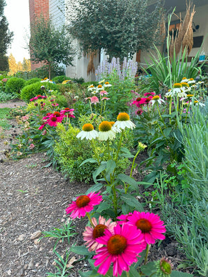 Garden with pink and white flowers, greenery, and a building in the background and lilac trees

