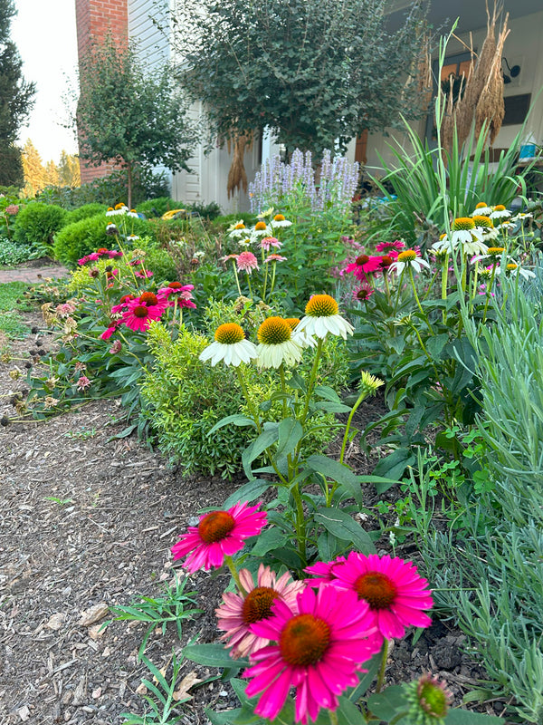 Garden with pink and white flowers, greenery, and a building in the background and lilac trees

