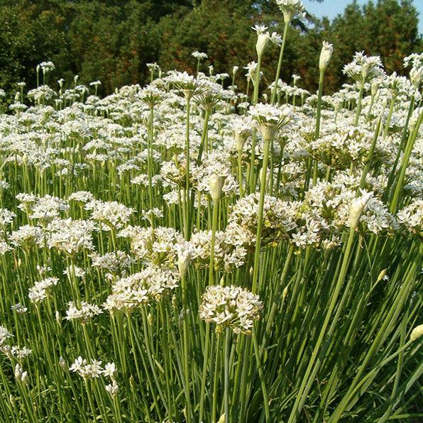 Garlic Chives Seeds (Organic)