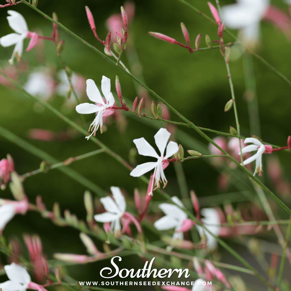 Gaura Seeds