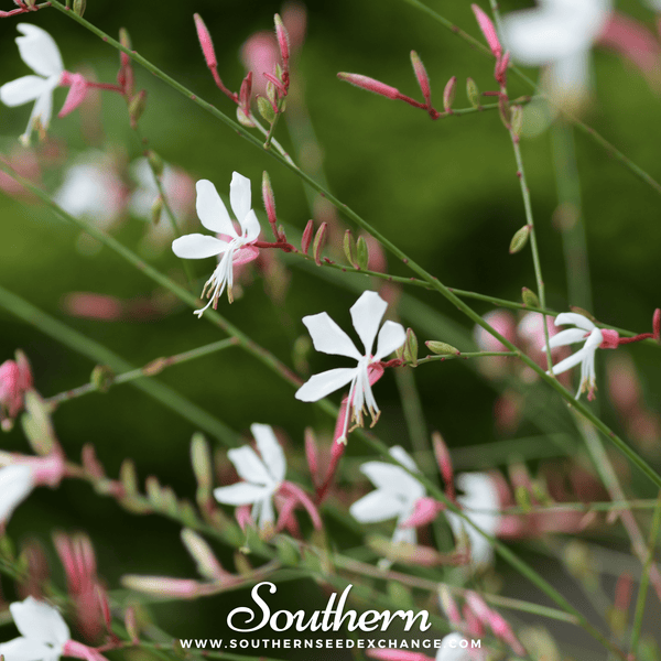 Gaura Seeds