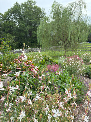 Garden with flowers and a willow tree in the background

