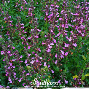 Wall Germander Seeds