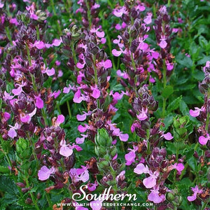 Wall Germander Seeds