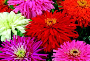 Giant Cactus-Flowered Mix Zinnia Seeds
