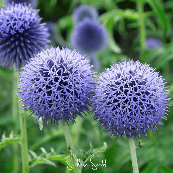 Southern Globe Thistle Seeds