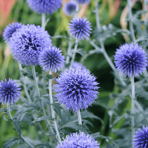 Southern Globe Thistle Seeds