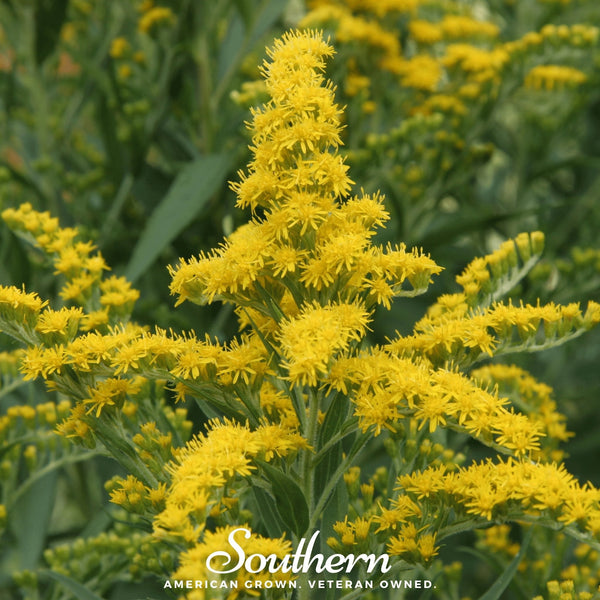 Ohio Goldenrod Seeds