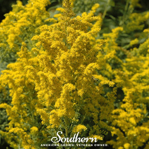 Ohio Goldenrod Seeds