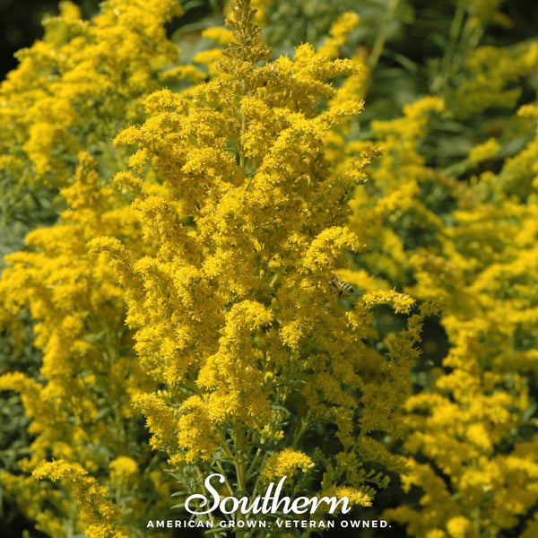Ohio Goldenrod Seeds