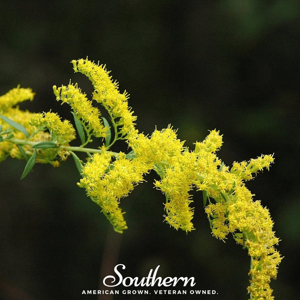 Ohio Goldenrod Seeds