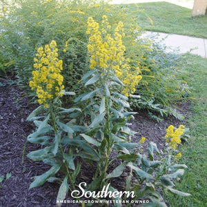 Showy Goldenrod Seeds