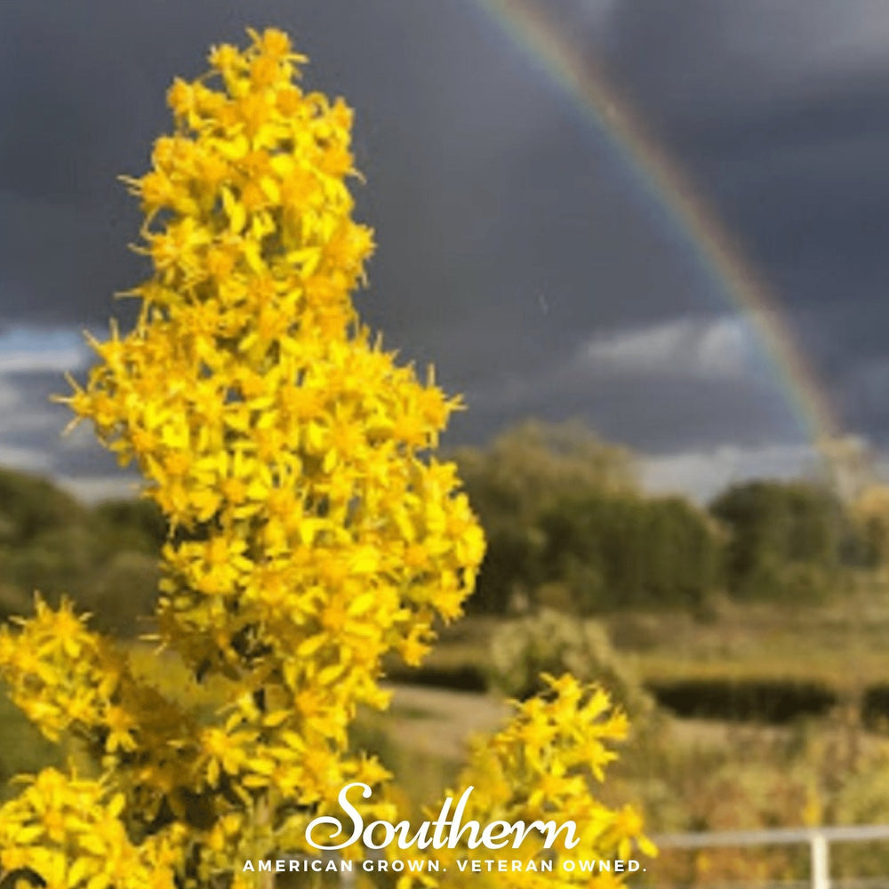 Showy Goldenrod Seeds