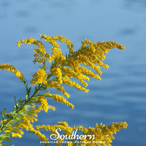 Showy Goldenrod Seeds