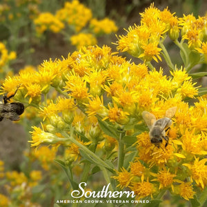 Stiff Goldenrod Seeds