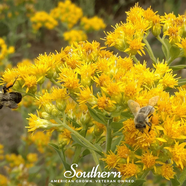 Stiff Goldenrod Seeds