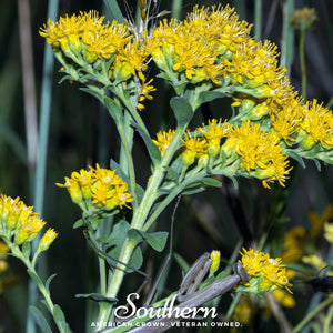 Stiff Goldenrod Seeds