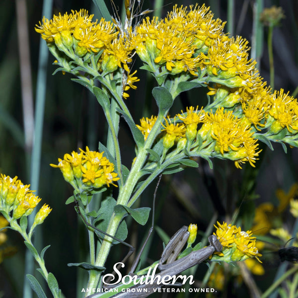 Stiff Goldenrod Seeds