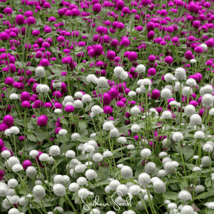 Gomphrena Seed Mix