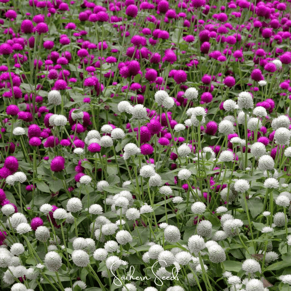 Gomphrena Seed Mix