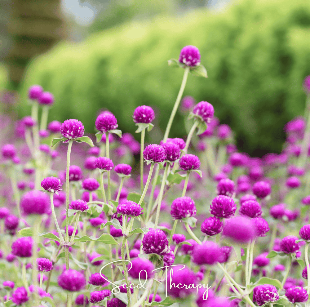 Purple Gomphrena Seeds