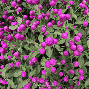 Purple Gomphrena Seeds