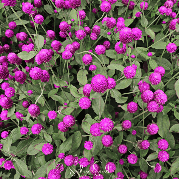 Purple Gomphrena Seeds