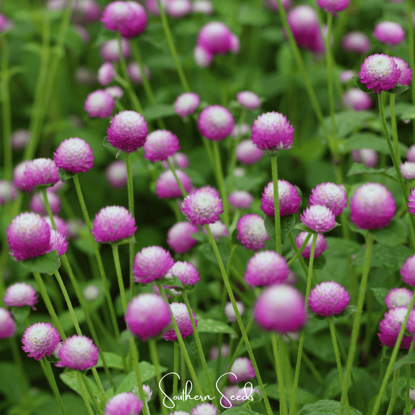 Rose Gomphrena Seeds