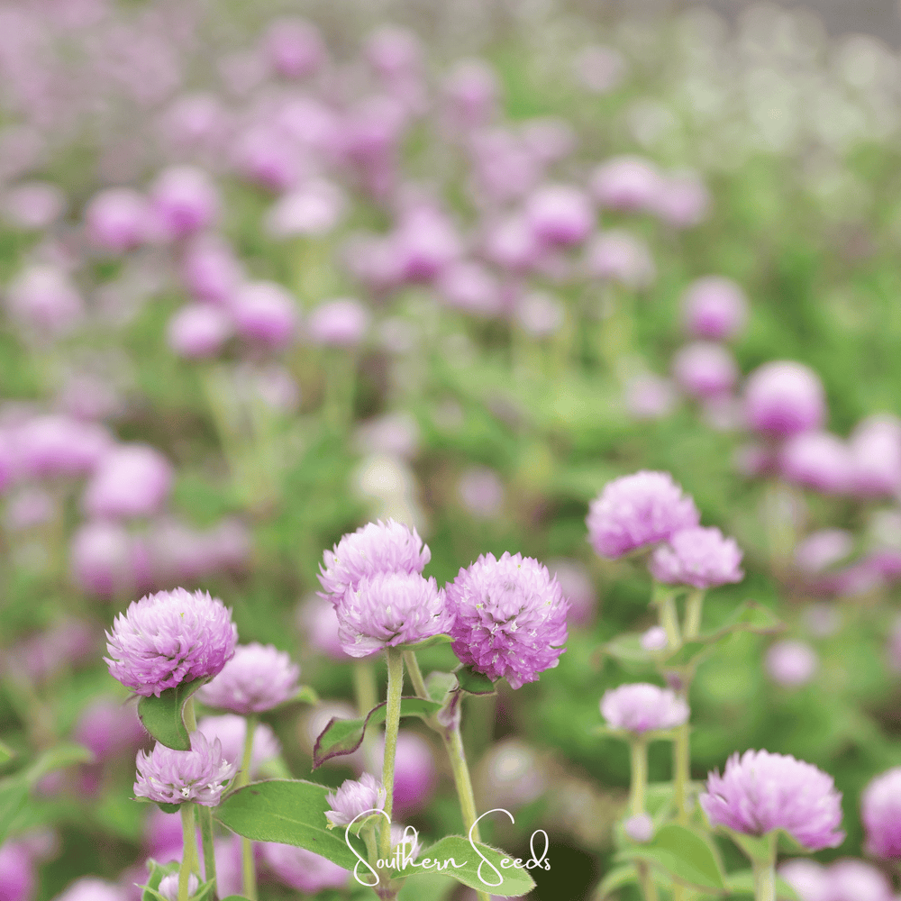 Rose Gomphrena Seeds