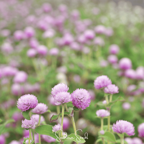Rose Gomphrena Seeds