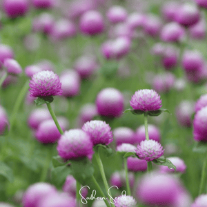 Rose Gomphrena Seeds