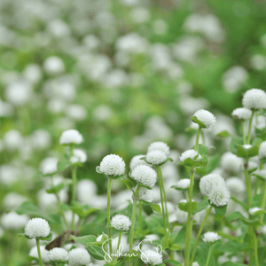 White Gomphrena Seeds