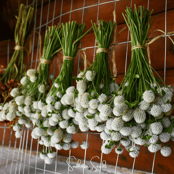 White Gomphrena Seeds