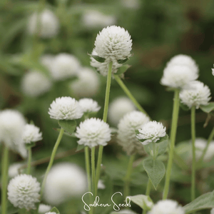 White Gomphrena Seeds