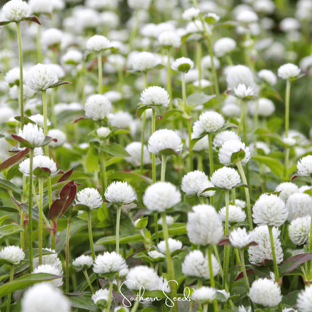 White Gomphrena Seeds
