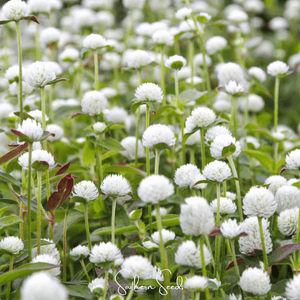 White Gomphrena Seeds
