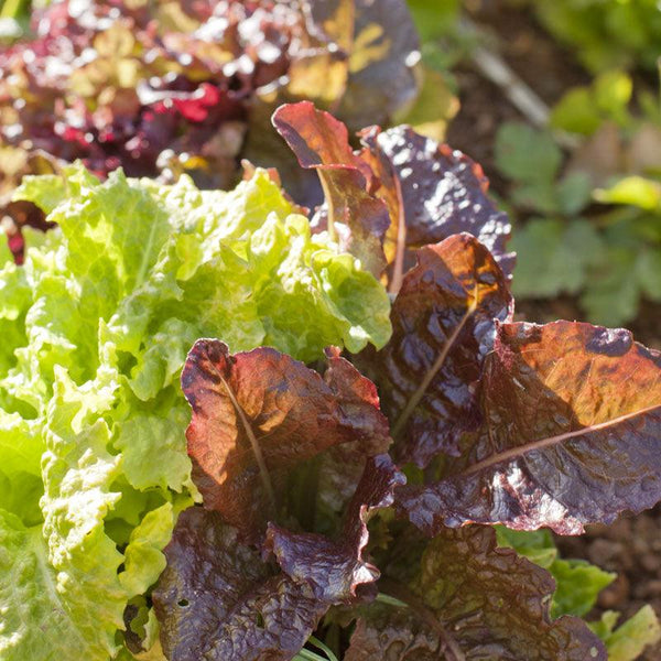 Gourmet Mix Lettuce Seeds (Organic)
