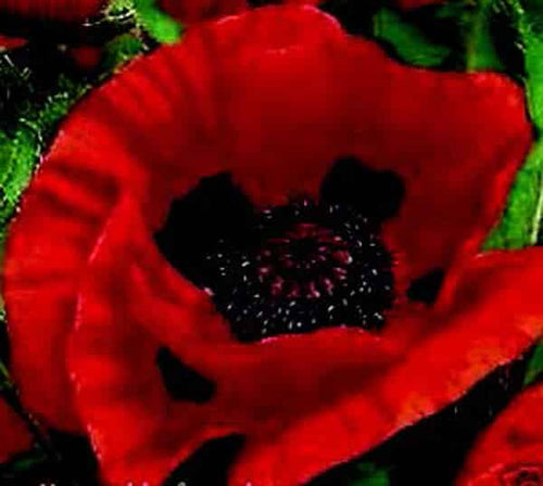 Great Red Oriental Poppy Seeds
