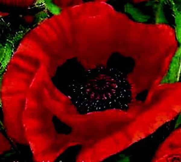 Great Red Oriental Poppy Seeds